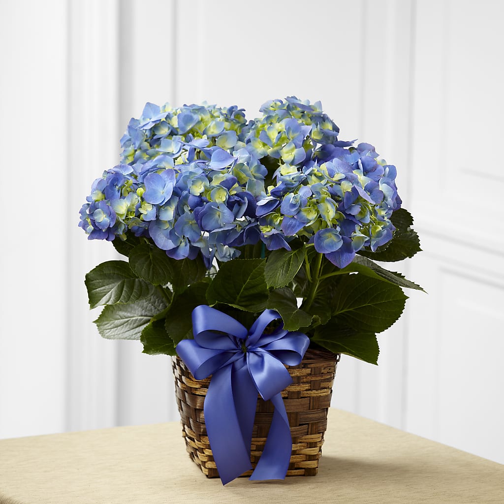 Blue Hydrangea Planter – JENNY'S FLOWER, Brooklyn NY