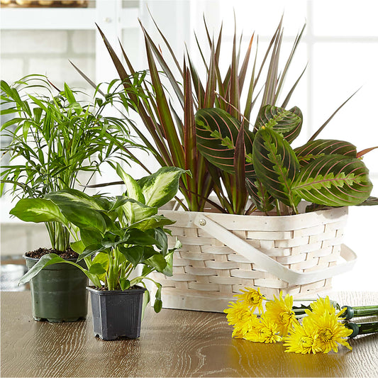 Florist Designed Blooming and Green Plants in a Basket – JENNY'S FLOWER, Brooklyn NY