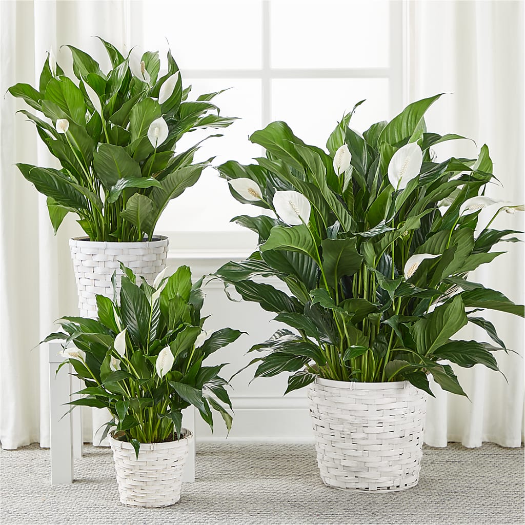 A New Leaf Peace Lily – JENNY'S FLOWER, Brooklyn NY